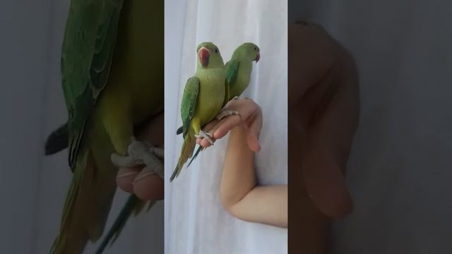 Выкормыши ожереловых попугаев смотреть онлайн