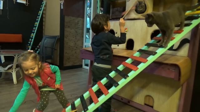 Мисс Кейти Мистер Макс и Настя идут в Котокафе Cat Cafe играют с кошечками и котятами ВЛОГ смотреть онлайн