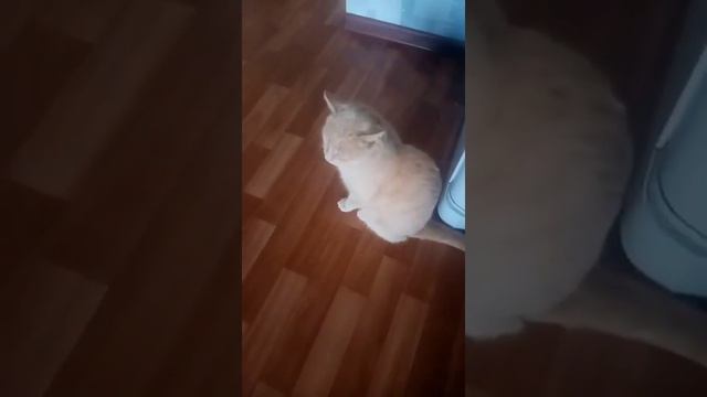 Как коты понимают человеческий язык?