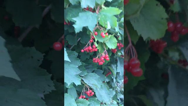 #beeren #калина #гроздья #кусты #ягоды смотреть онлайн