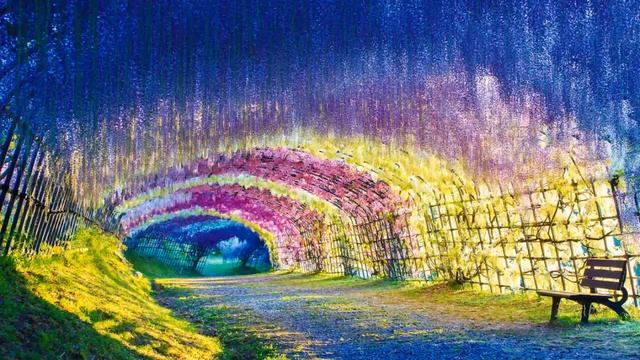 Кавати Фудзи,Япония | Сад сказочных цветов | Цветочный Тоннель Глициний | Путешествуем! смотреть онлайн
