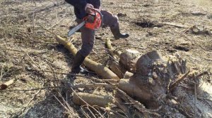 Бензопила  Oleo-mac GS 650. Рассказ про пилу и показываю в работе.