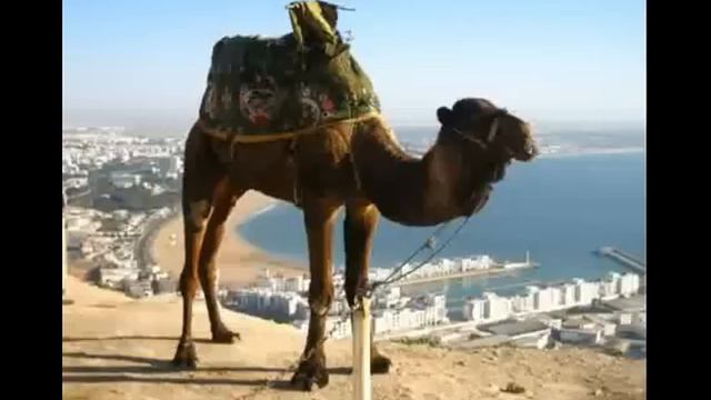 Опа опа Америка Европа На горе стоял верблюд (18+)