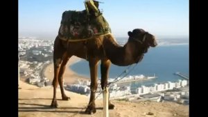 Опа опа Америка Европа На горе стоял верблюд (18+)