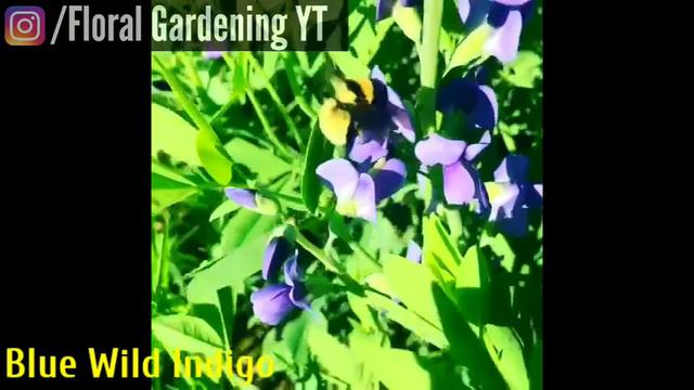 143 - 20 PURPLE FLOWER Never Seen Before| Baloon Flower, Columbine, Clematis, China Aster, Callalil