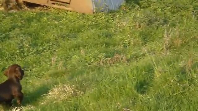 the Chocolate cocker spaniel pups смотреть онлайн