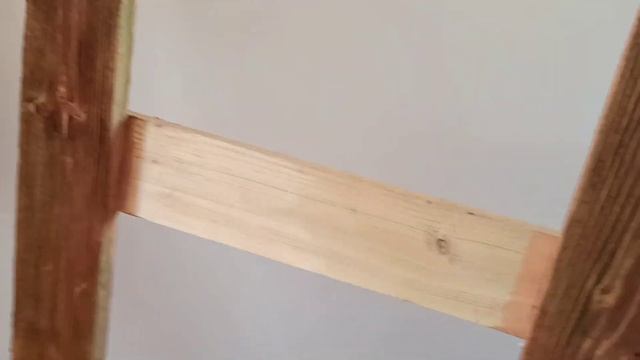 Комнатные цветы. Бугенвиллия. Как подвесить платицериум.