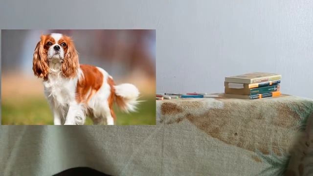 Человек собаке друг смотреть онлайн