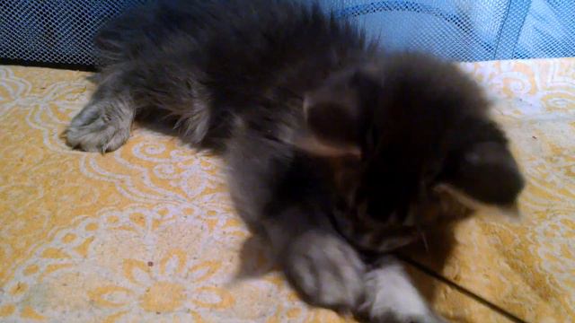 Maine Coon. Свободные котята. смотреть онлайн