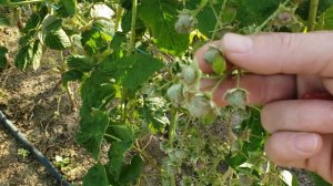 Малина сорт Гусария на 8 сентября 2024г.