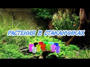 САЖАЮ НОВЫЕ АКВАРИУМНЫЕ  РАСТЕНИЯ В СТАКАНЧИКИ.