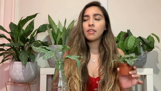 Fittonia Propagation | Soil vs Water смотреть онлайн
