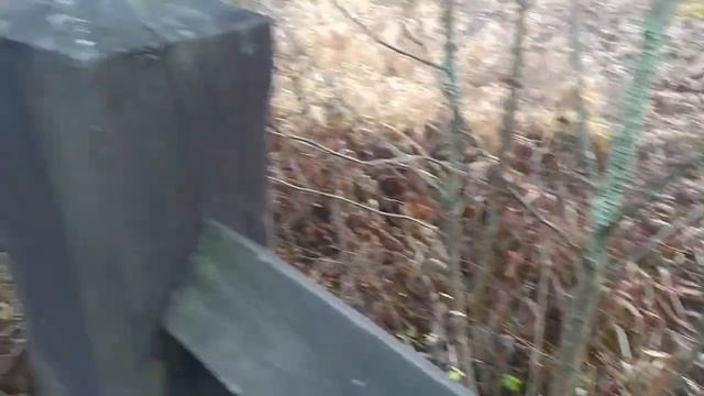 Обзорная тропа заповедника Брянский лес смотреть онлайн