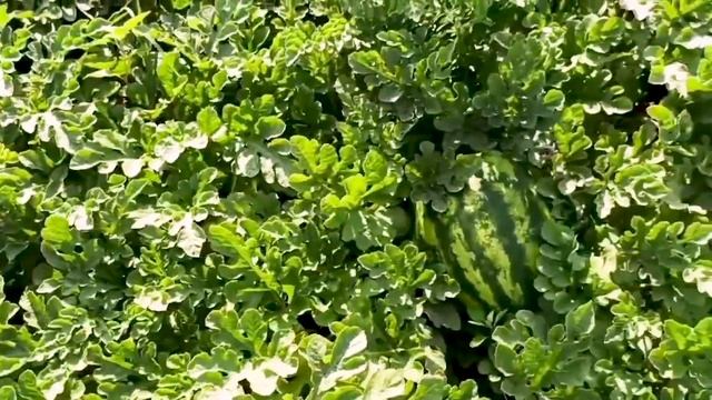 Кавун Маракеш F1 — крупні, смачні та смугасті ягоди на вашому городі. смотреть онлайн