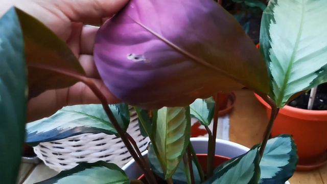 Calathea Picturata Argentea Has A Lovely Pattern