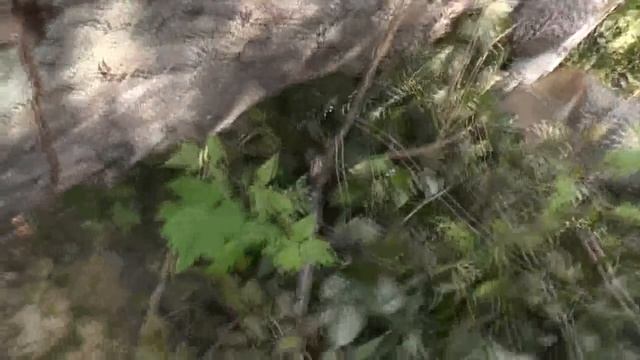 Угроза падения тополя на дом. И какие же наши действия будут? 22. 08. 2017 смотреть онлайн