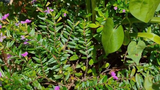 Mexican Heather | Cuphea hyssopifolia - Plant care смотреть онлайн