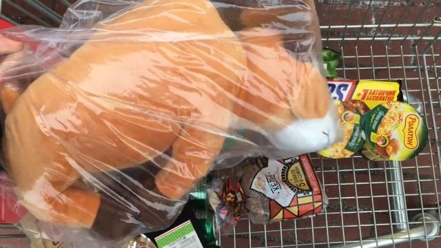 Чихуахуа икает ? У Перчика новый друг Борька! ❤️ смотреть онлайн