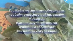 Горечь одуванчиков. Польза или вред? ? Салат для иммунной системы.