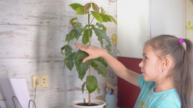 Какой кофе любите Вы? смотреть онлайн