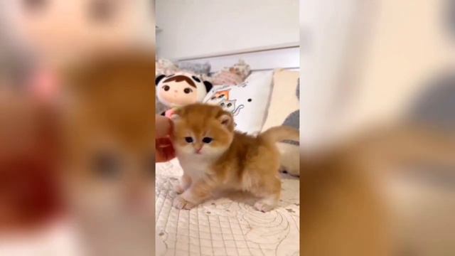 Cute Kitten Compilation 😻 Kitten Cuteness Overload 🐈💖 Part - 1