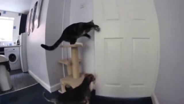 Кошки открывают дверь самостоятельно / Cats opening doors смотреть онлайн