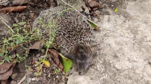 Китайские полоски Manhao -Pro от клеща Varroa -сильный яд.