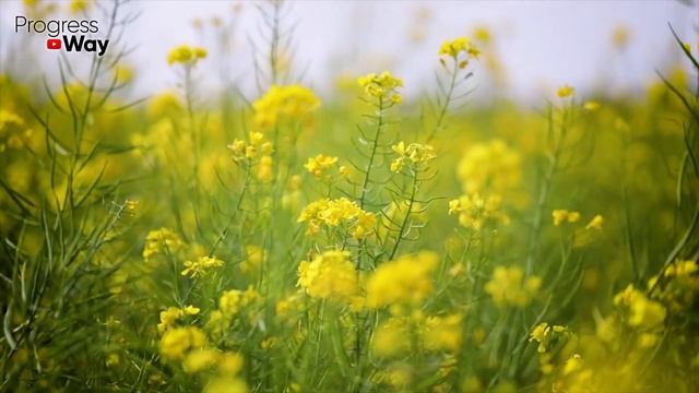 Раскидываем С Бабушкой После Картофеля Это Удобрение. Растет Крупная И Много На Одном И Том Же Мест смотреть онлайн