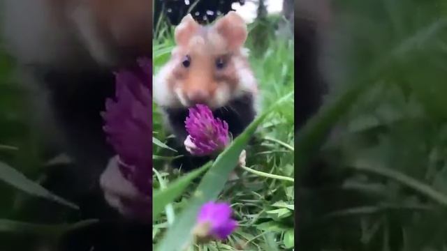 Фотогеничная модель смотреть онлайн