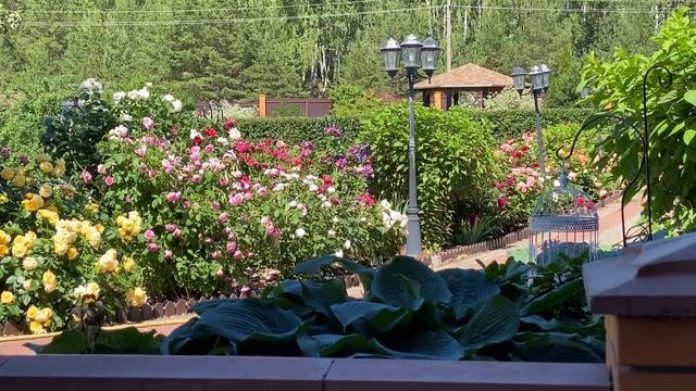 Розы. Лучшая роза в мире - Пьер де Ронсар. Обработка роз от трипса. ??? смотреть онлайн