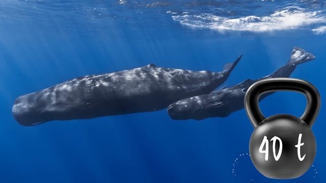 This is The Most Dangerous Animal in Antarctica смотреть онлайн