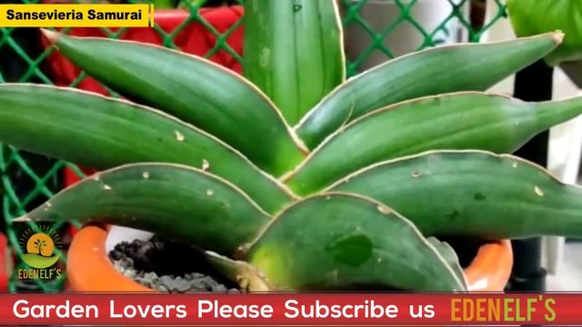 Samurai Dwarf Care Guide /Sansevieria Ehrenbergii// How to grow / Tropical / Snake Plant. смотреть онлайн