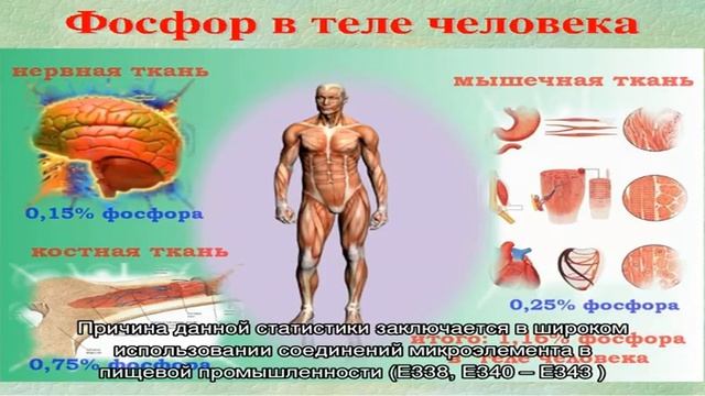 Продукты питания богатые фосфором смотреть онлайн