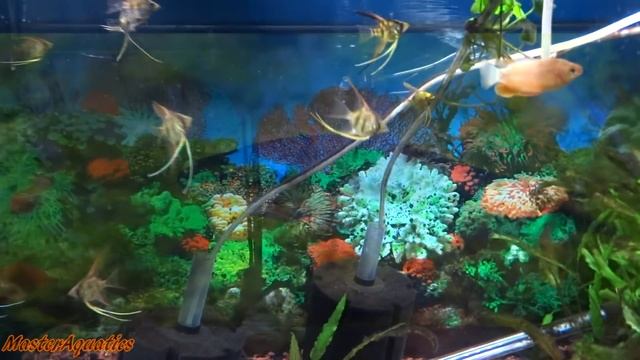 How to get rid of BLACK ALGAE FAST! смотреть онлайн