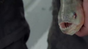 ПИРАНЬЯ!!! Голодная стая пираний! Бассейн с пираньями!