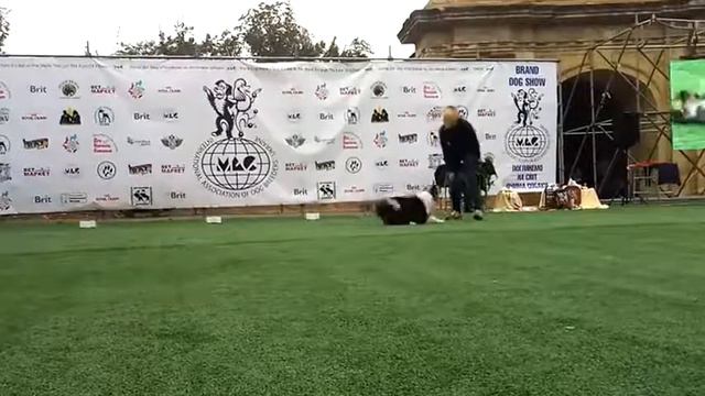 Brand Dog Show Херсон - бордер колли Джерька, показательное выступление смотреть онлайн
