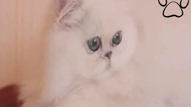 Persian / Персидская кошка