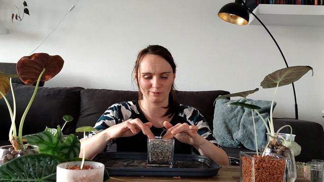 Seramis, Lechuza A Może Oby Dwa?😲 🌿Przesadzam Alokazje, Test Nowego Podłoża.🪴
