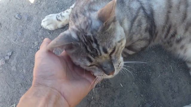 Большой кот смотреть онлайн