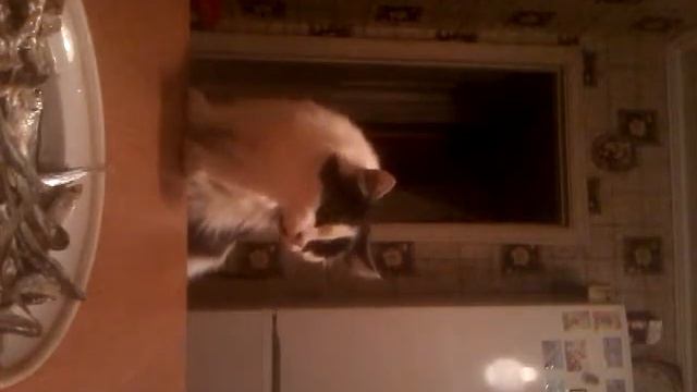 Когда хозяева ушли,что делают коты!!😆😆😆 смотреть онлайн