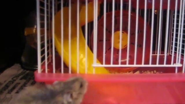 Чудо строит гнездо из газеты смотреть онлайн