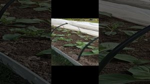 Как закрепить готовый парник со вшитыми дугами?