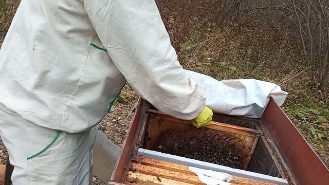 Дачная пасека #44 Осмотр семей на наличие корма и формирование гнезд в зиму в середине октября смотреть онлайн