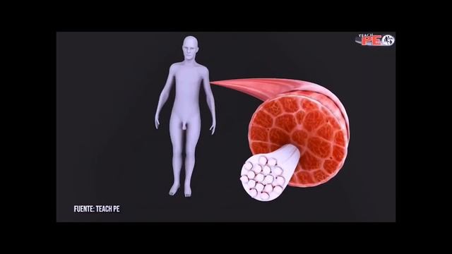 El teixit MUSCULAR - AA, AG, AC i JJ смотреть онлайн