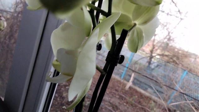 Мои Орхидеи в ноябре. смотреть онлайн