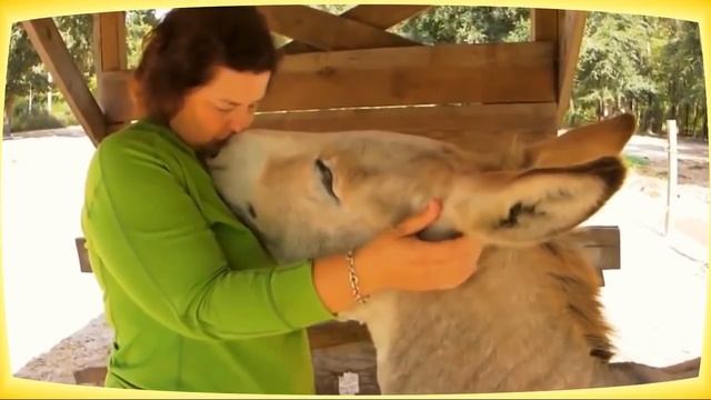 Домашнее существо, способное вернуть молодость смотреть онлайн