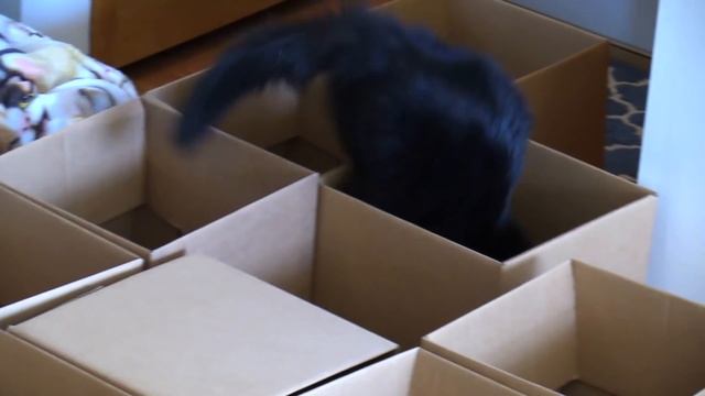 AMEOW-ZING 50 Box Cat Maze! - Cole and Marmalade смотреть онлайн