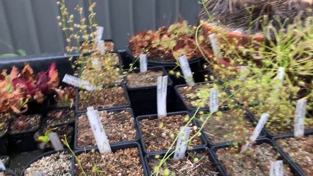 The Carnivorous Plant That Lives Underground (Part 2) - Tuberous Sundew смотреть онлайн
