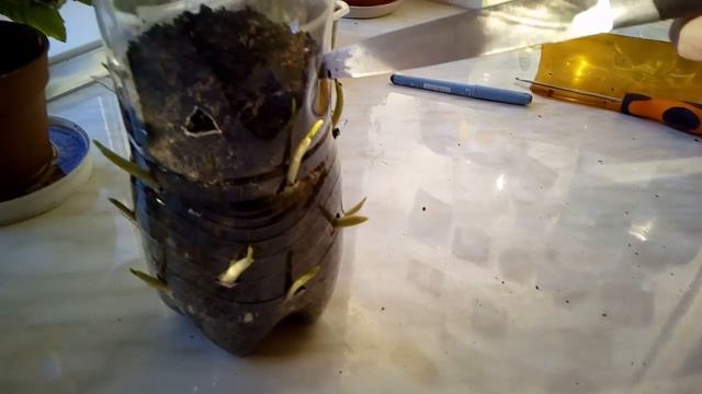 Выращиваем чеснок дома смотреть онлайн