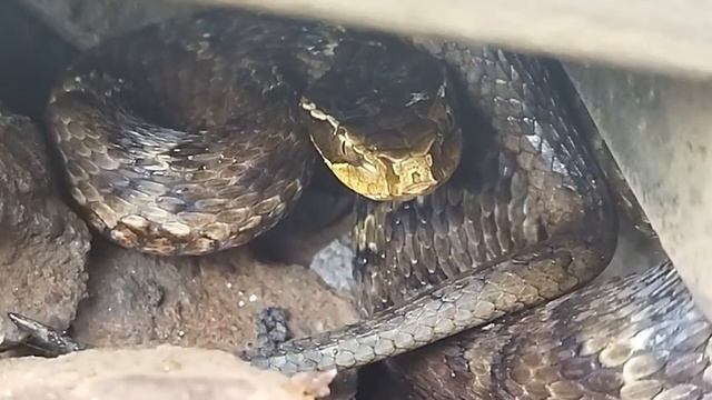 щитомордник 4 смотреть онлайн